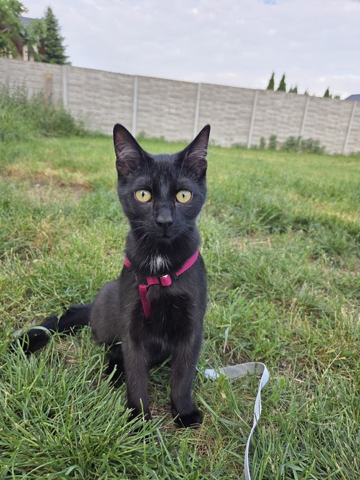 Kotki do adopcji