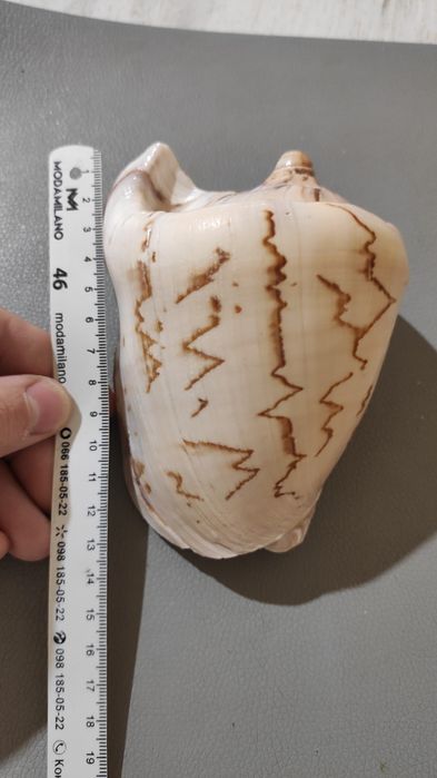 Ракушка большая   .