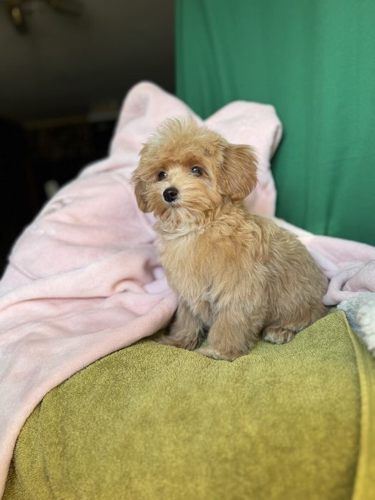 Лялькова дівчинка мальтіпу в карамельному кольорі