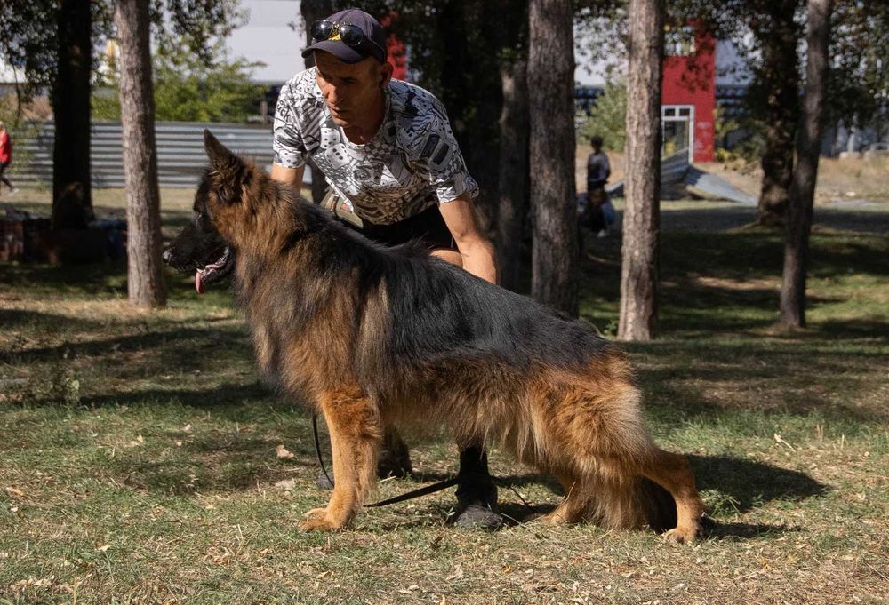 Немецкая овчарка длинник