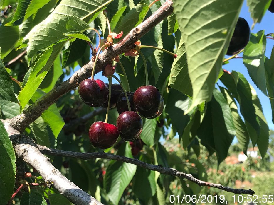 Terreno  com moradia T3 e com furo .