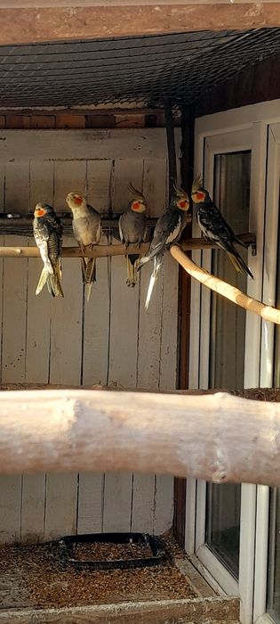 Sprzedam nimfy wystawowe