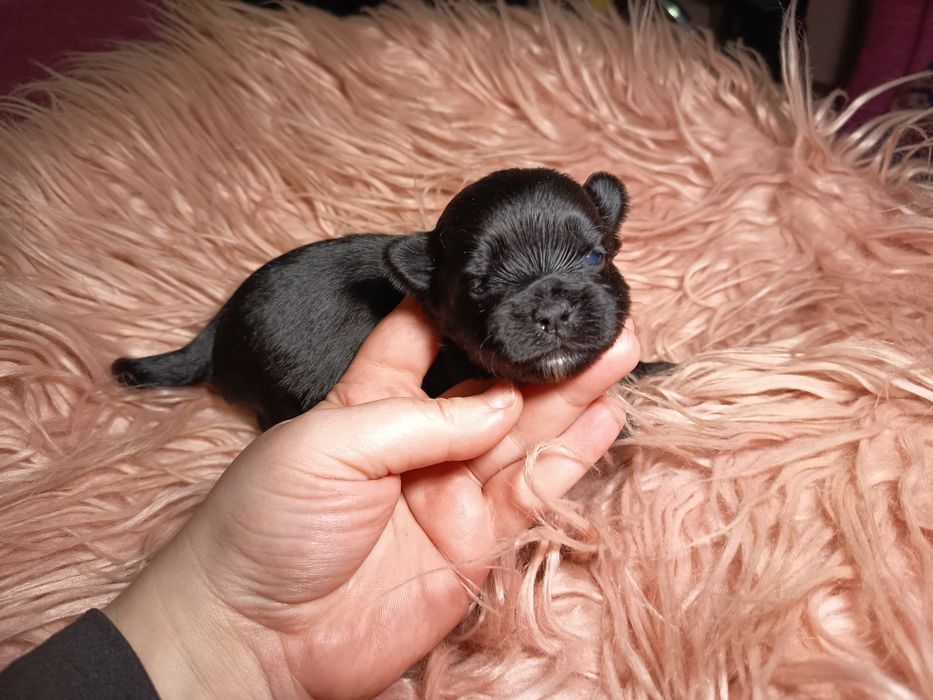Black Yorkshire Terrier - śliczna suczka