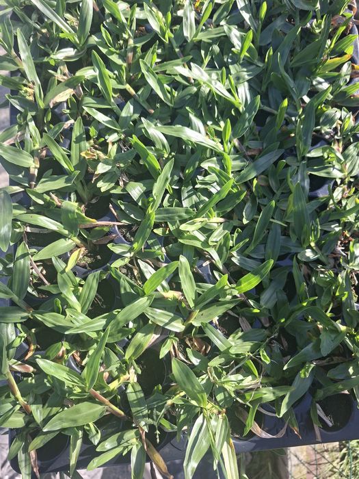 Relva Brasileira 104 pés