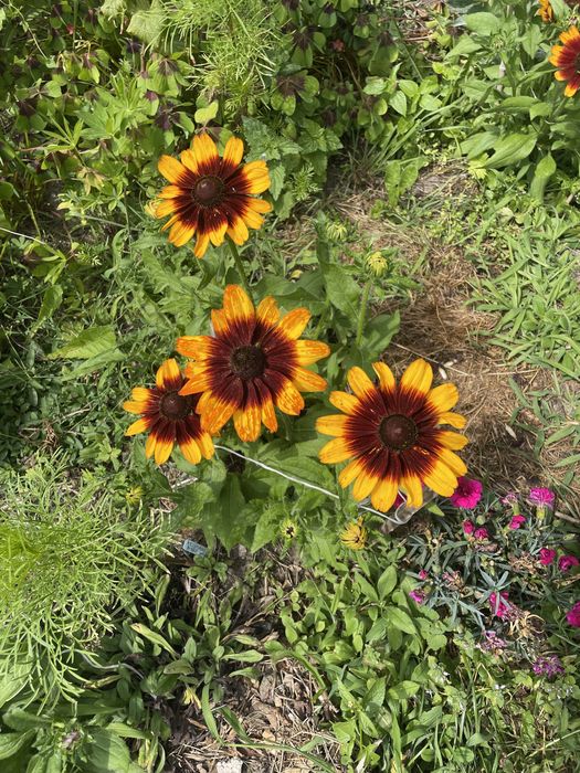 Rudbekie wysokie i niskie,byliny długo kwitnące