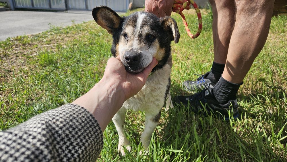 Старенький песик шукає люблячу Людину!