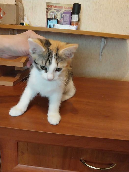 Віддам кошенят в добрі руки