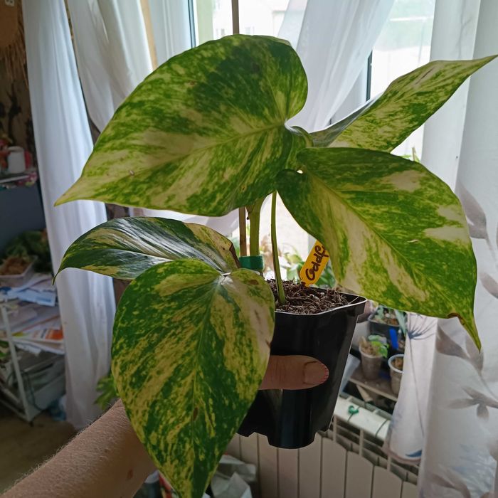 epipremnum hicolor-duże liście