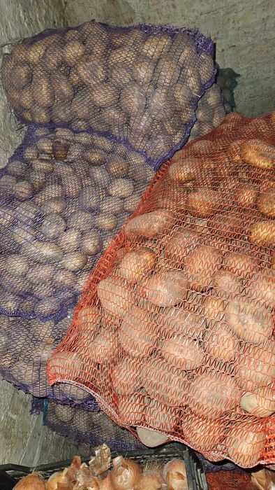 Продам картоплю велику , морква , буряк кормовий цибуля