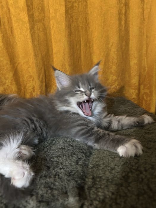 Котенок мейн-кун голубой дым