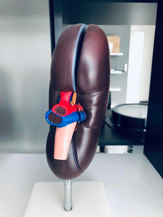 Model anatomiczny nerki