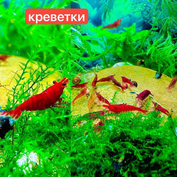 Акваріумні рибки,креветки,рослини.Аквариумные рыбки,креветки,растения
