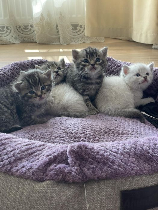 Кошенята на пів породисті