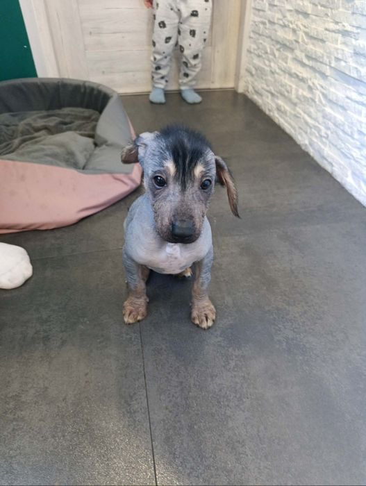 Nagi pies peruwiański,  nie mexykański, grzywacz chiński