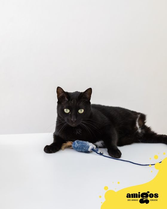 JORGE [Europeu] p/ Adoção