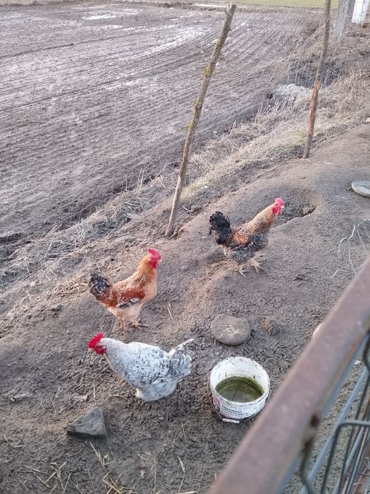 Koguty z własnego chowu
