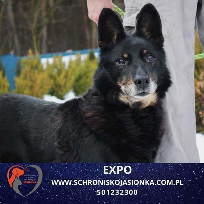 Expo do adopcji – Schronisko Jasionka