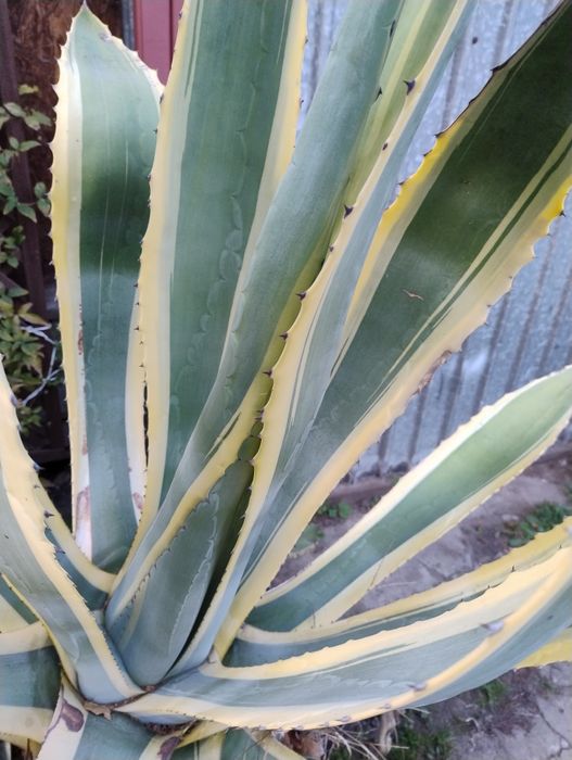 Agawa olbrzym w paski sprzedam