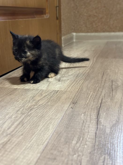 Котики в добрі руки