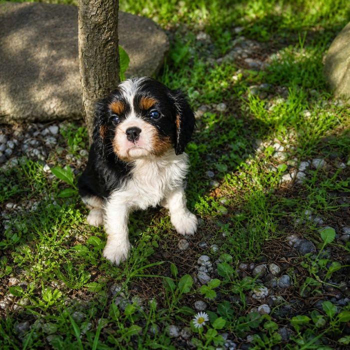 Gotowe już prawie do ODBIORU Cavalier King Charlis Spaniel