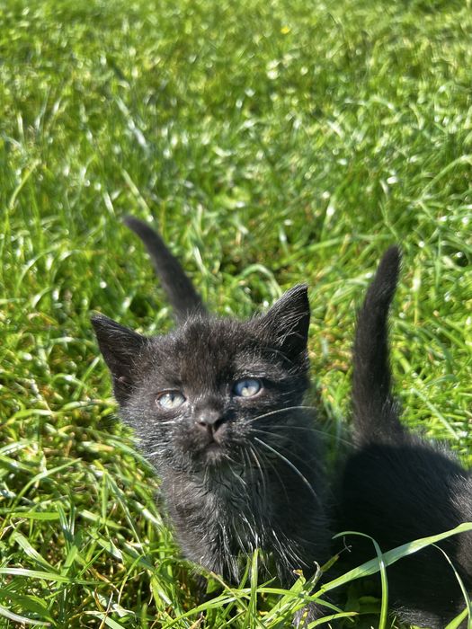 Котенята  від хорошої  кішки