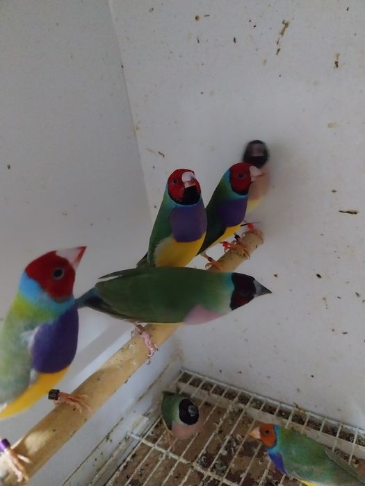 Diamante gould bonitos