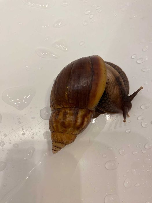 Duży ślimak afrykański (Achatina / Lissachatina fulica)
