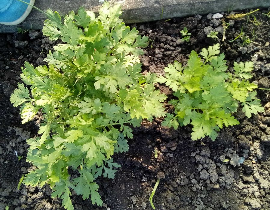 Złocień maruna - sadzonki