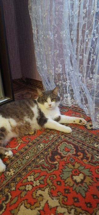 Котик в добрі ручки