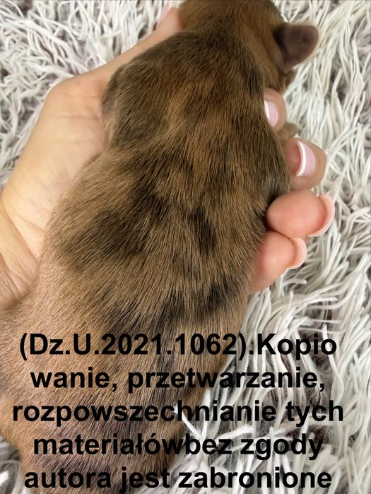 Yorkshire Tetrier, choco sable merle