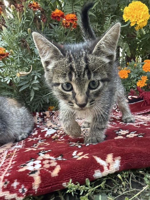 Віддам котенят у добрі руки