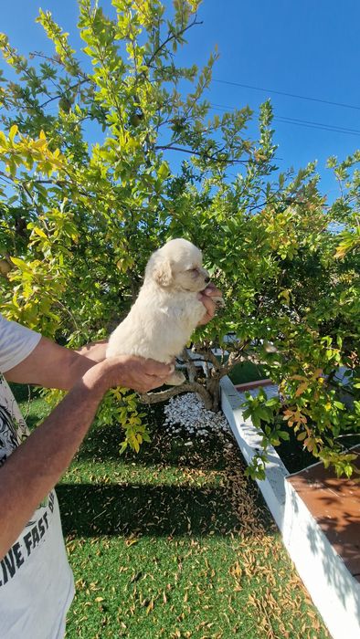 Maltipoo  disponível