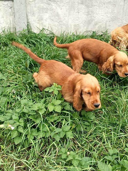 Cocker spaniel angielski