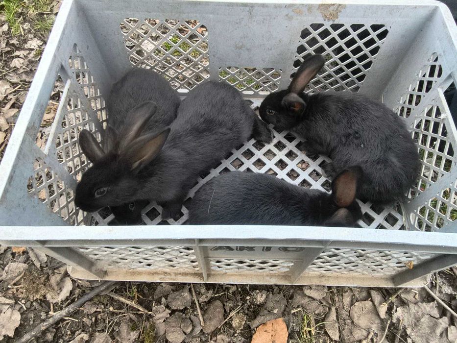 królik samica  młoda