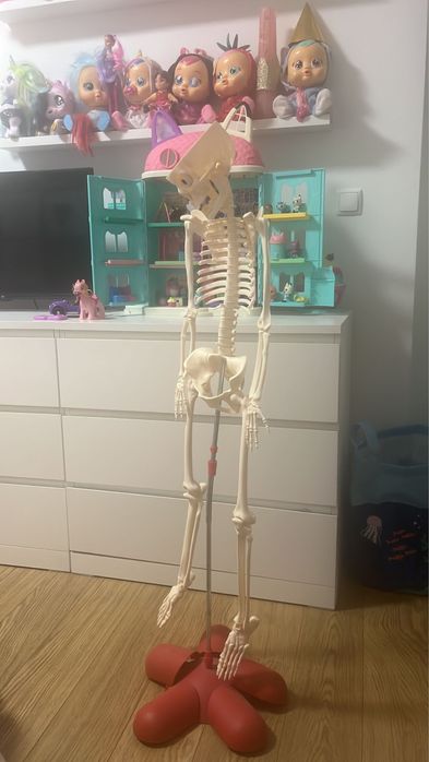 Vende se esqueleto  , da coleção nacional geographic.