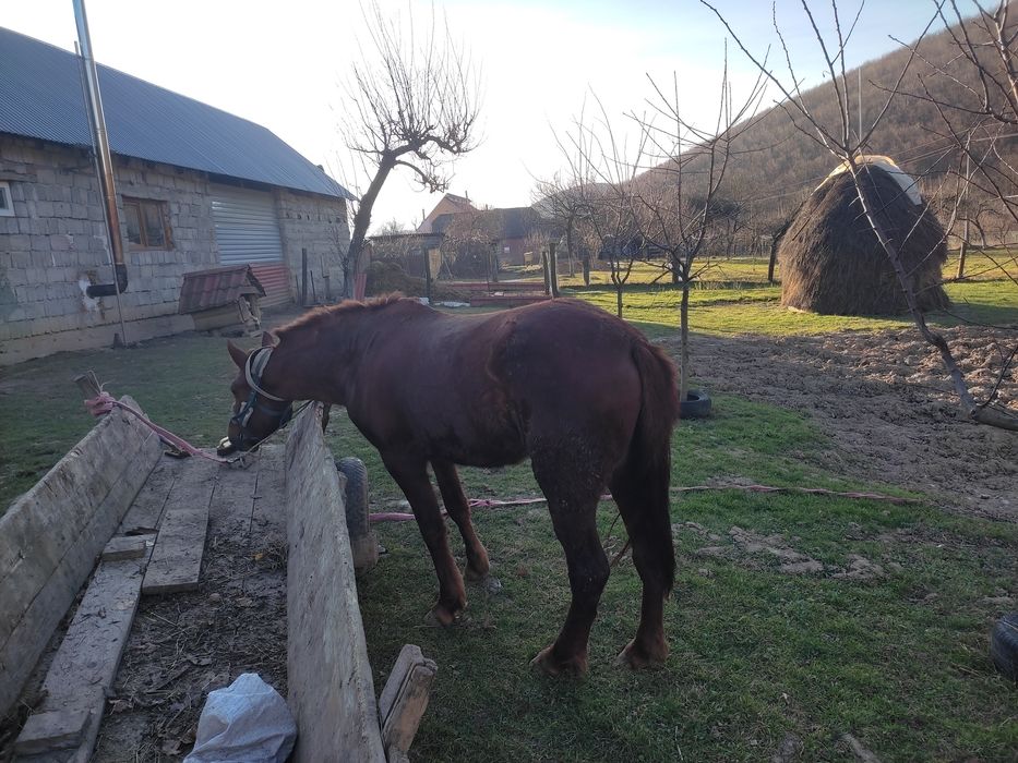 Продається молода кобила!