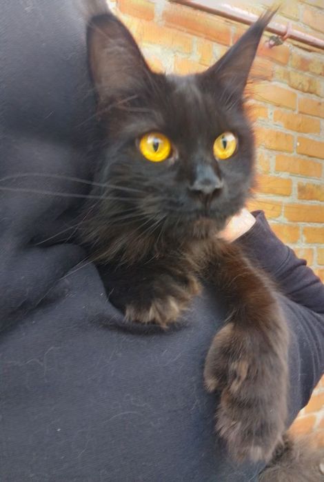 Мейн-кун, чёрная девочка, полидакт.1год.