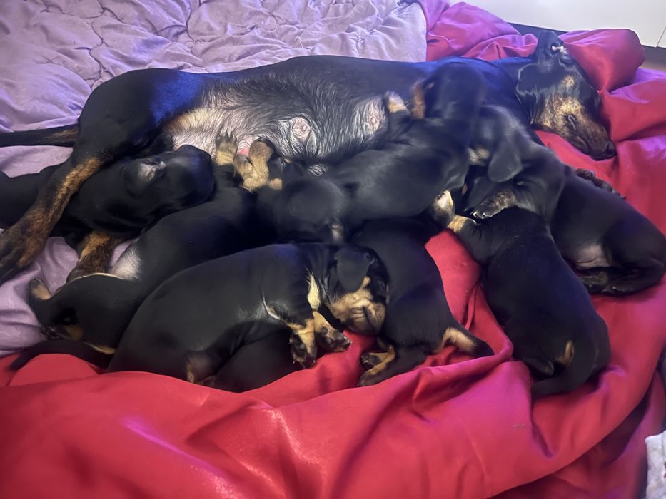 Потужні цуценята таксята