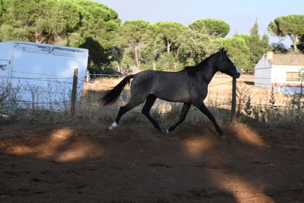 Poldro lusitano con 3 anos