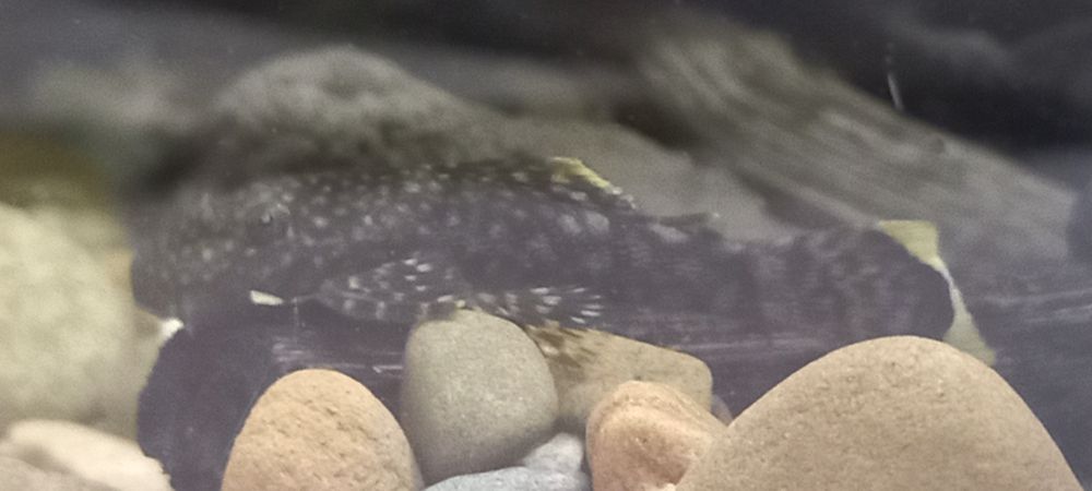 Акваріумні рибкии