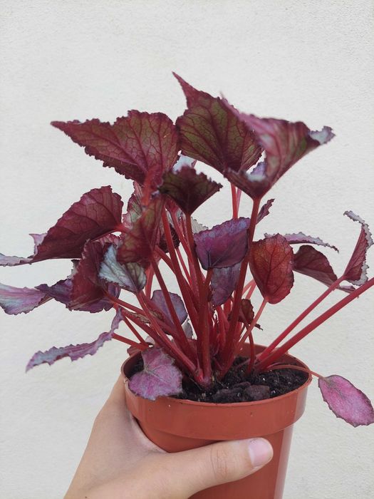 [Planta] Begonia rex