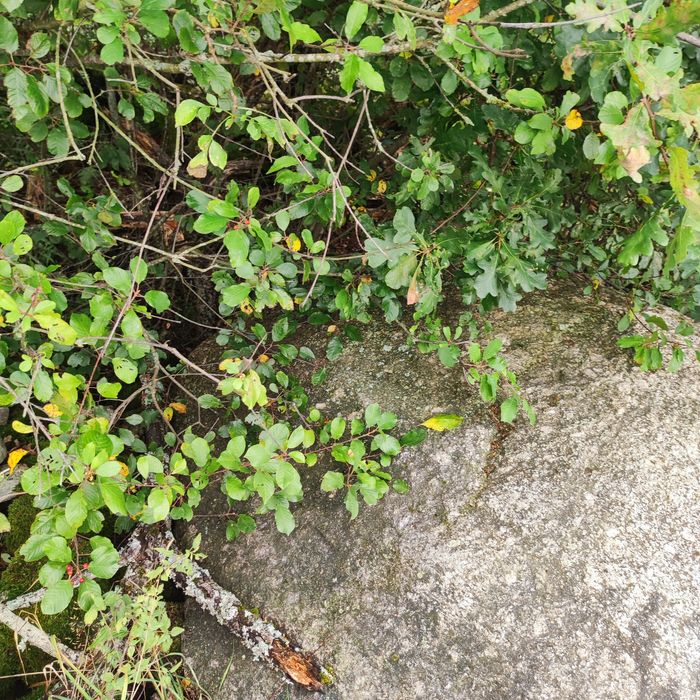 Diabelski Kamień sprzedam