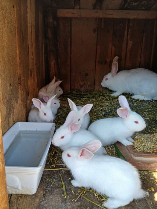 Кролики Термони Молодняк Кролі