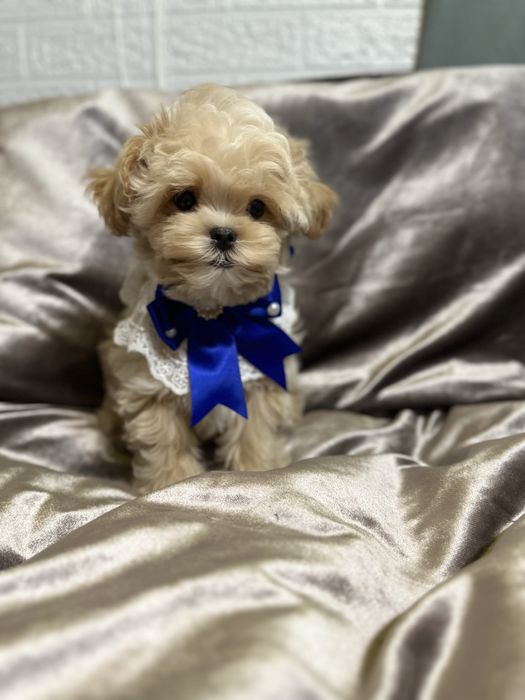 Міні мальтіпу ,хлопчики і дівчата