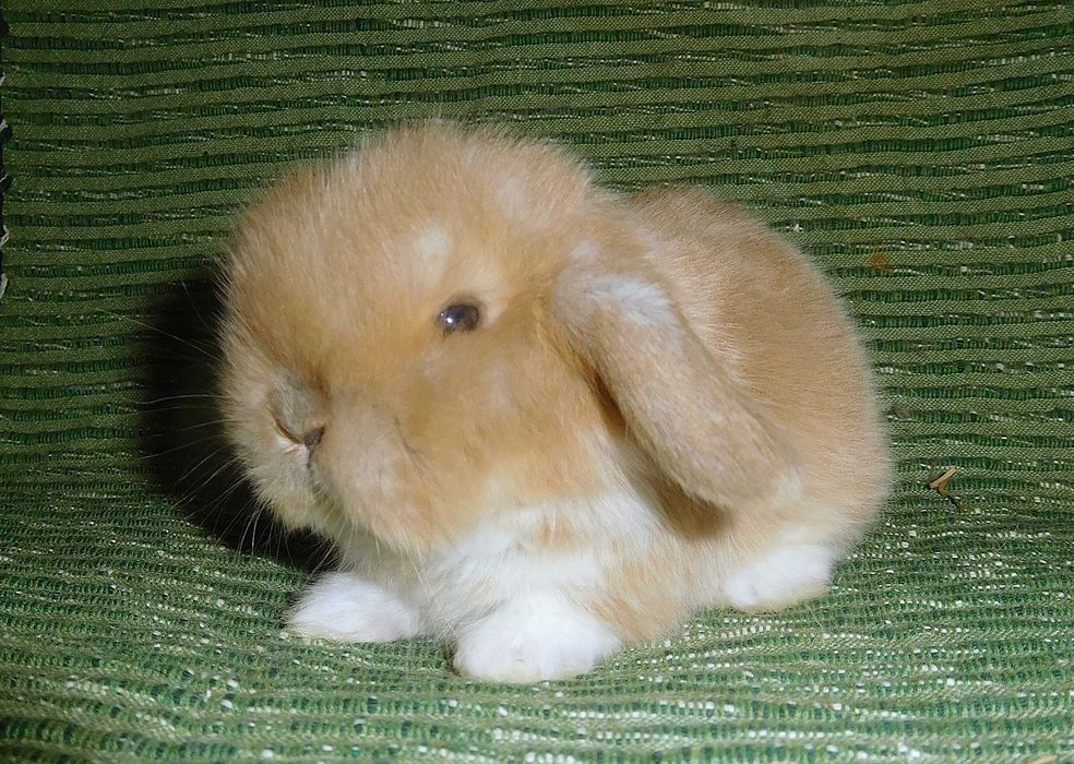 Śliczne króliczki Mini Lop