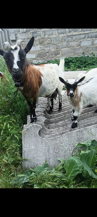 Камерунская козочка