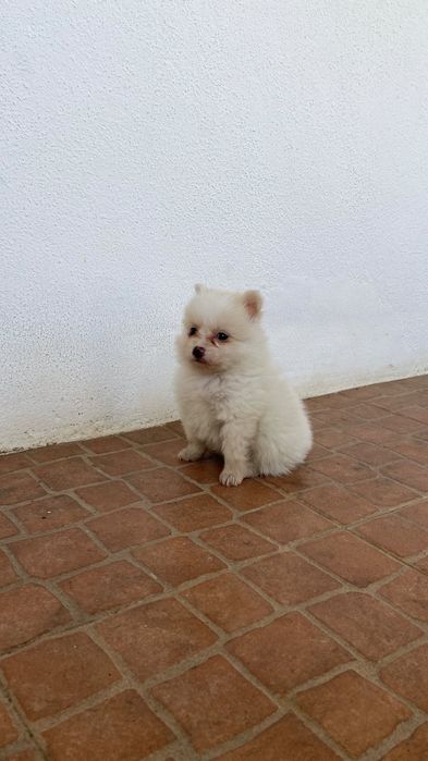 Spitz alemão ( Lulu)