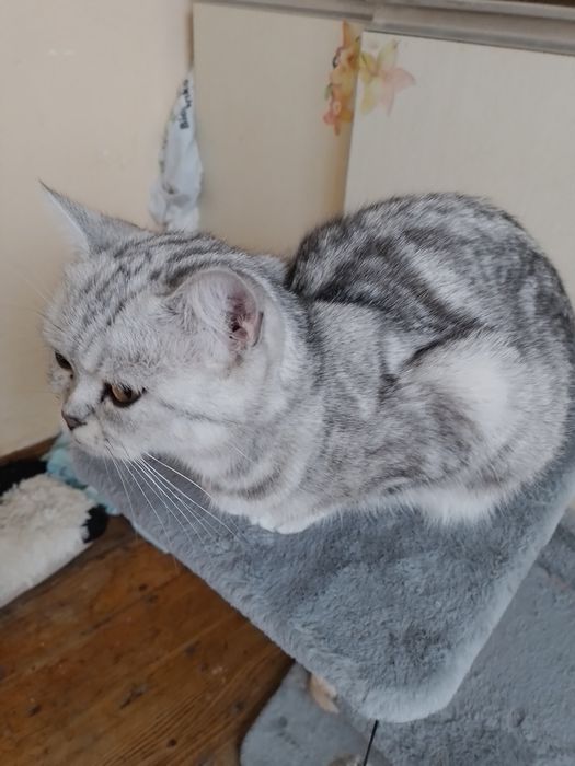 Шотландське кошеня