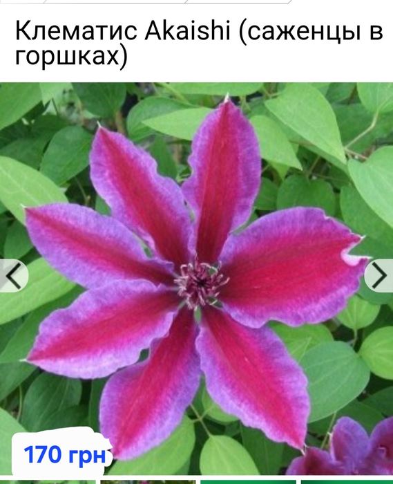 Клематисы закрытая корневая в ассортименте