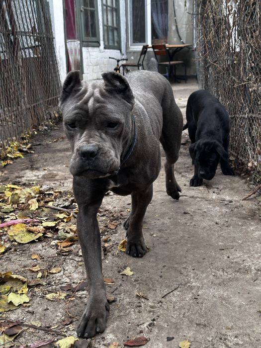 Цуценята Кане Корсо Одеса